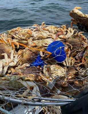 Crabbing in Winchester Bay | Shared 2 Hour Charter Trip 