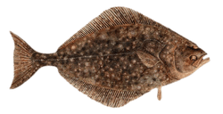 pacific halibut